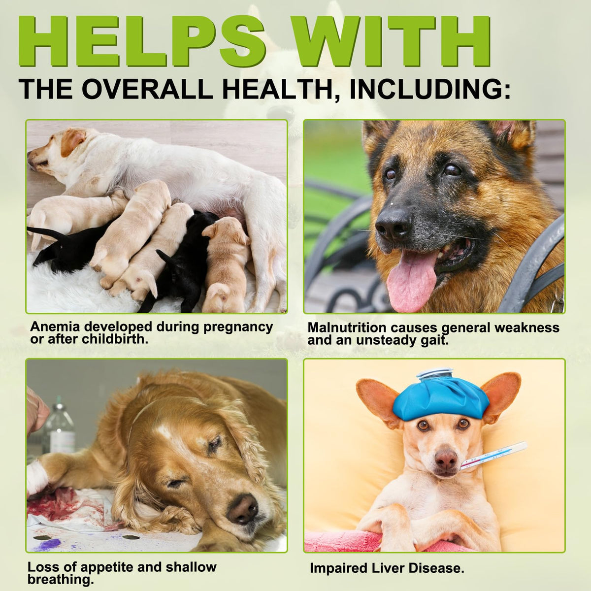 180 Chewable Milk Thistle Tablets for Dogs J44756
