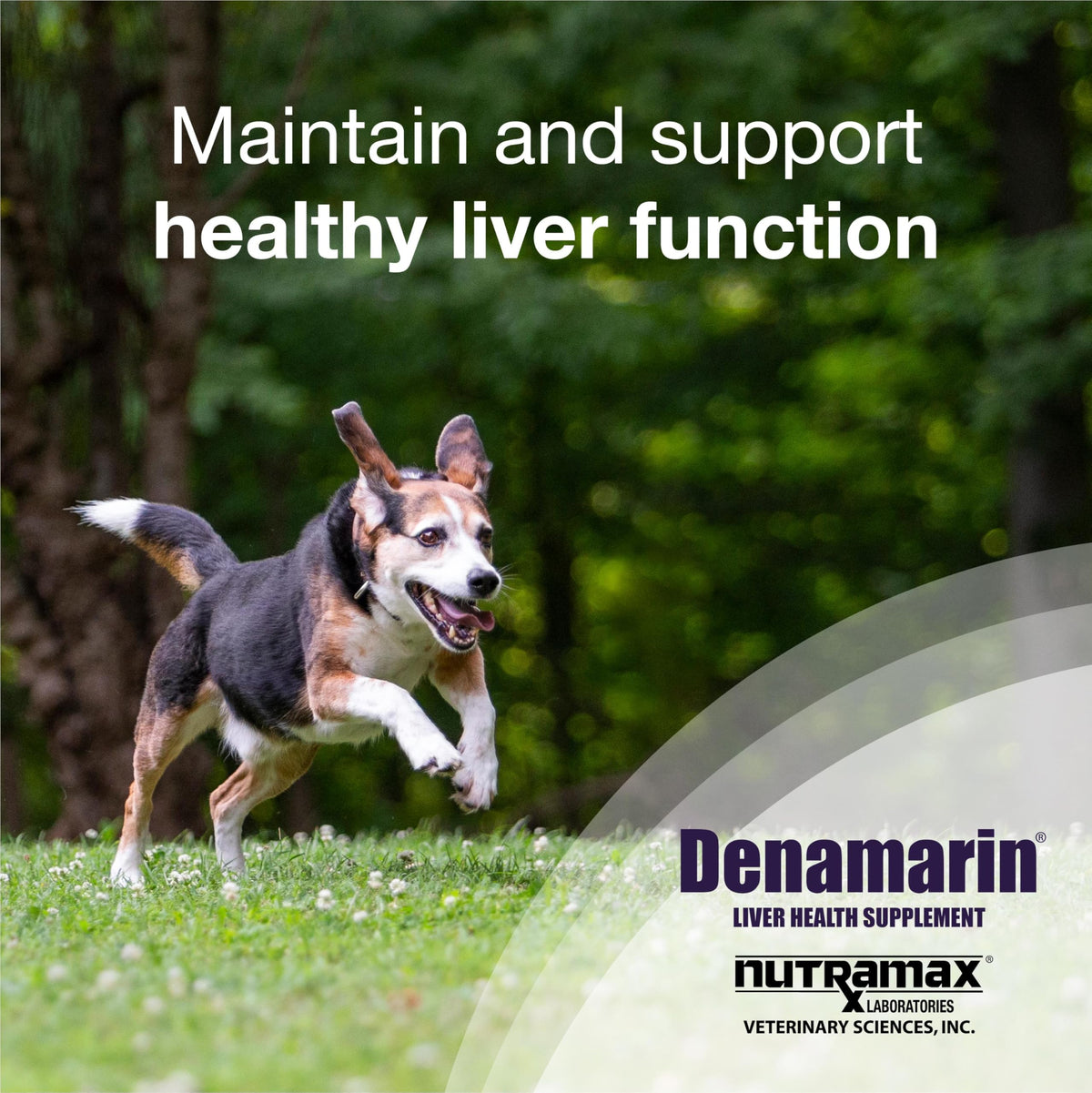 Liver Supplement for Medium Dogs, 30ct Tablets T93668