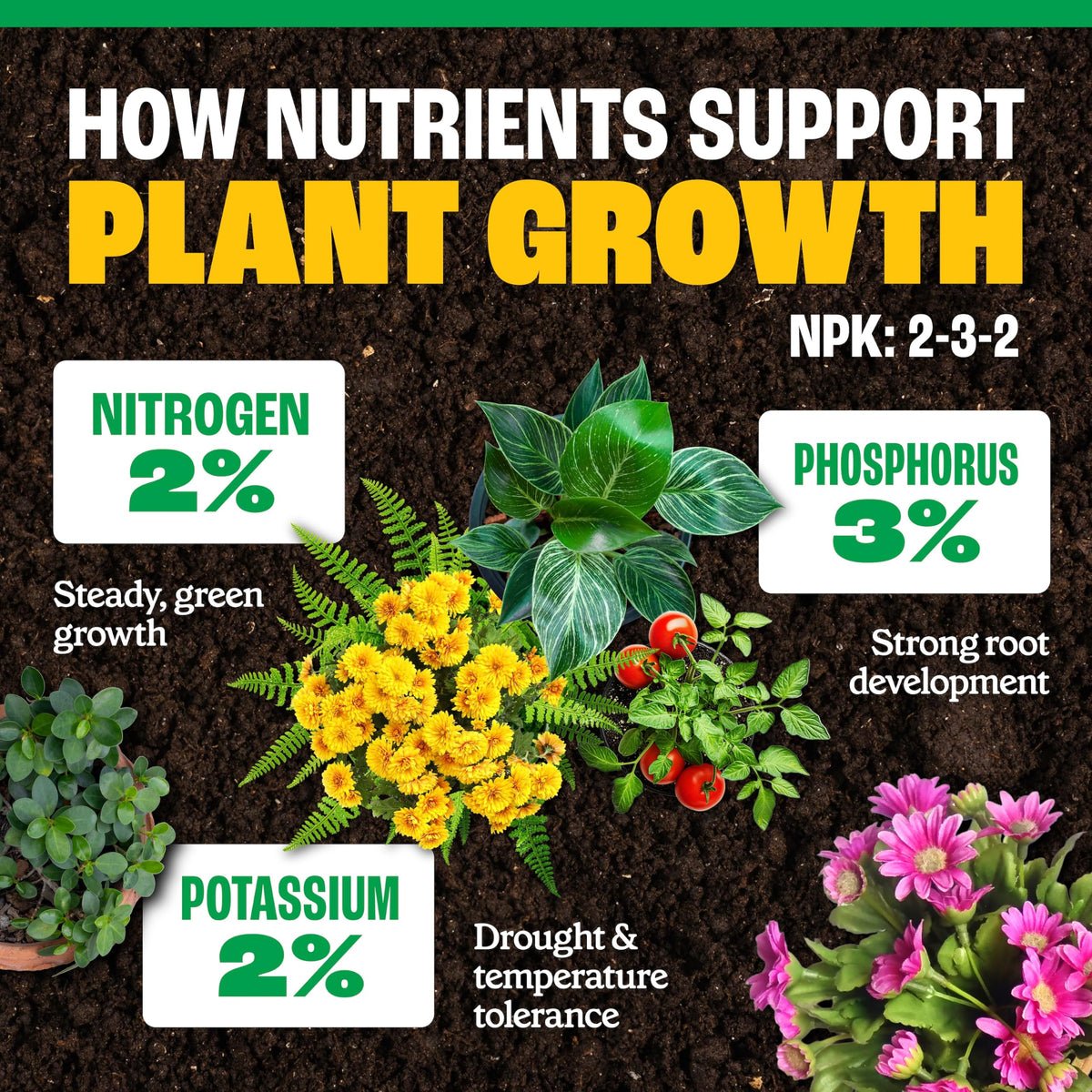 All-Purpose Plant Food 2-3-2, 32 Oz F765788